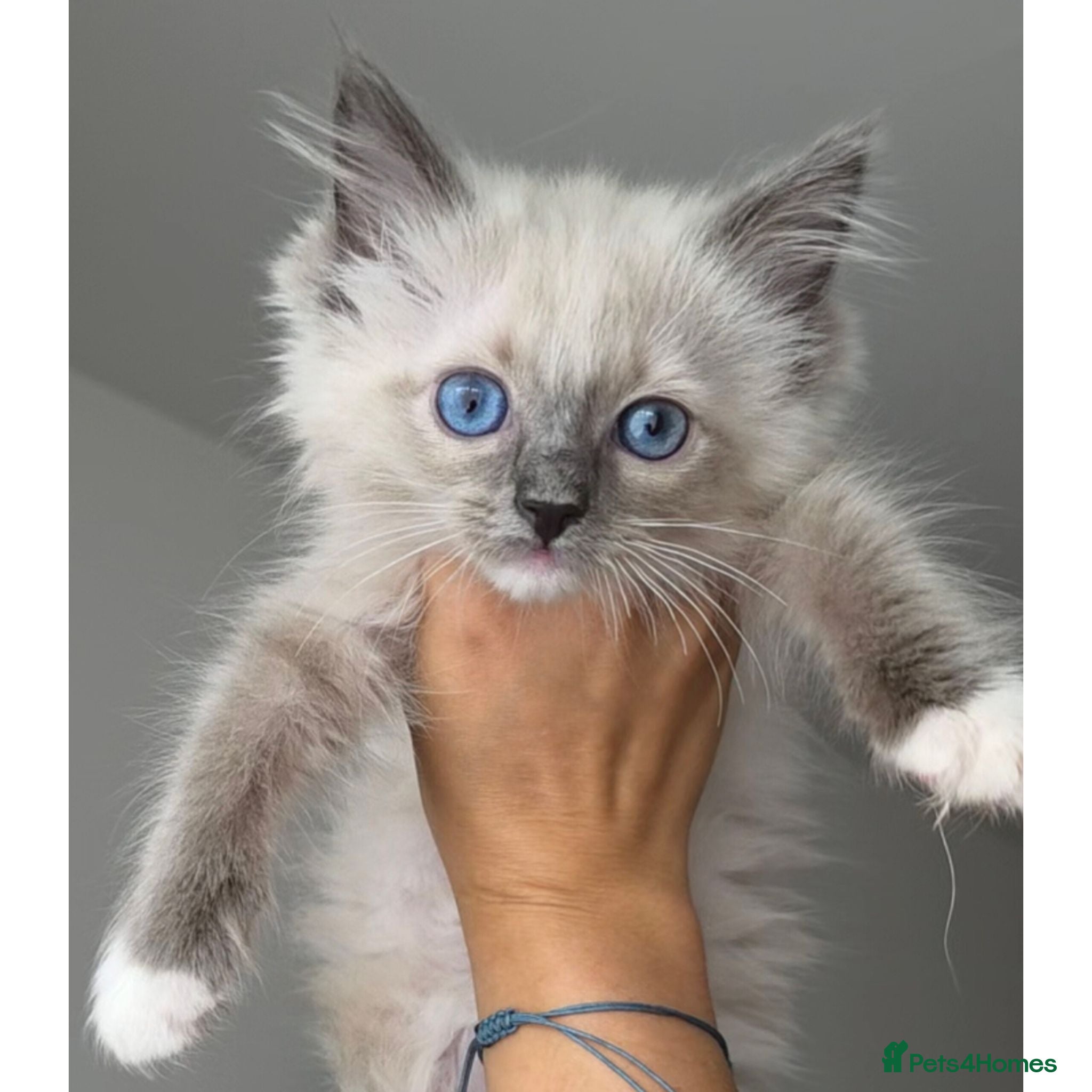 Ragdoll cats Ready to go Pure Ragdoll Kittens - Advert 1