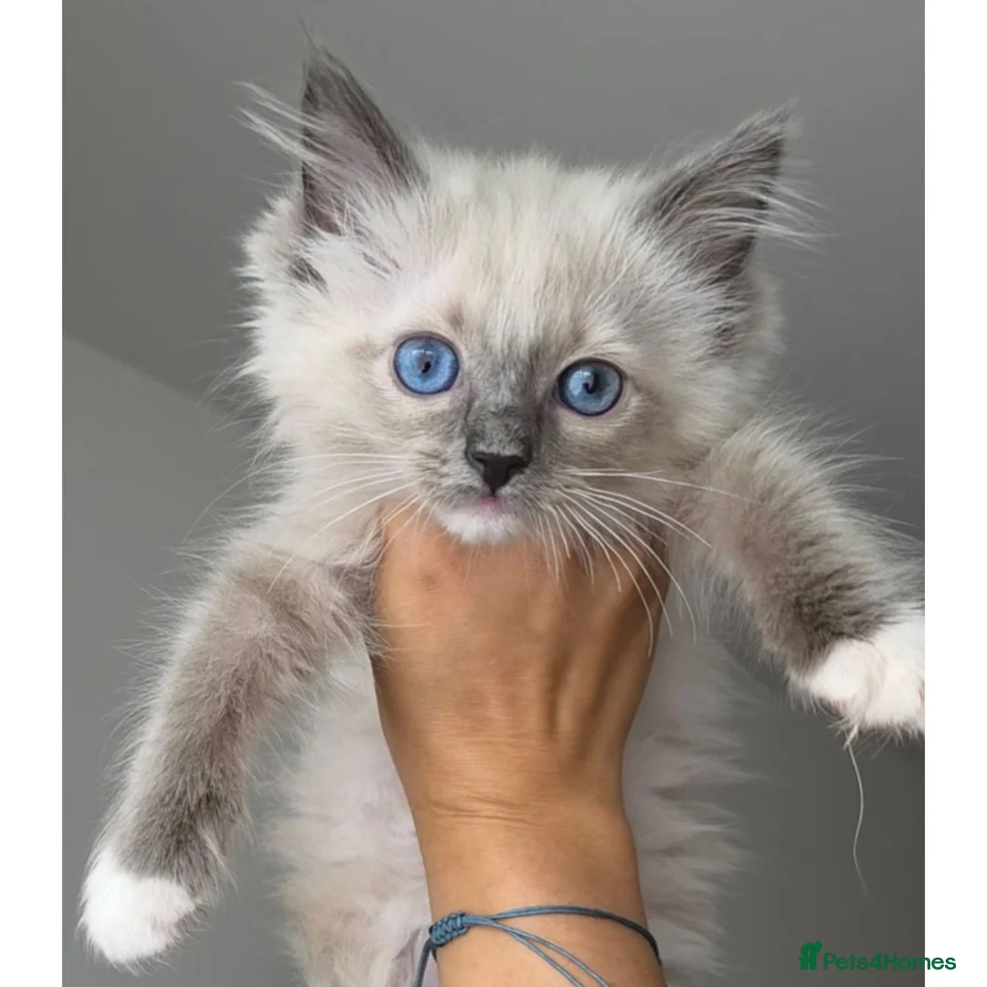 Ragdoll cats for sale: Ready to go Pure Ragdoll Kittens - Advert 1