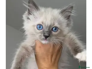 Ragdoll cats Ready to go Pure Ragdoll Kittens - Advert 1