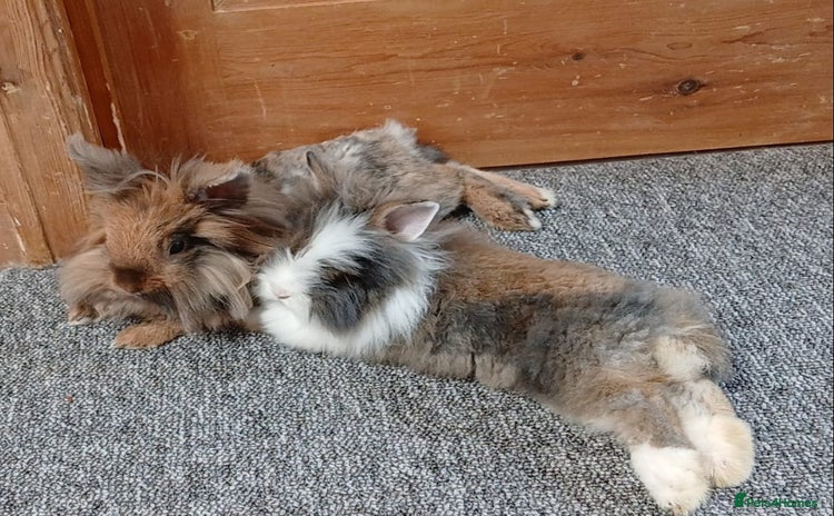 Lionhead rabbits - Advert 2