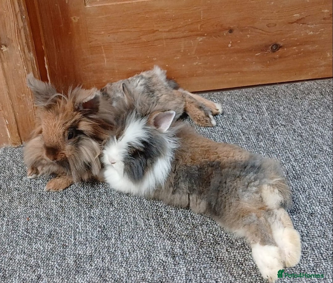 Lionhead rabbits for sale: Pair of lionhead bunnies - Image 1
