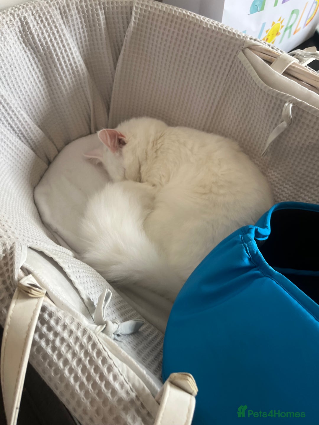 Turkish Angora cats for sale: Turkish angora  - Image 4