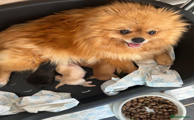 Pomeranian dogs - Advert 3