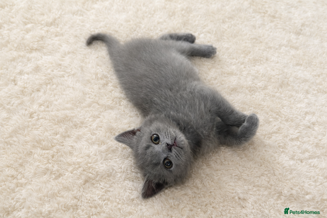 Scottish Fold cats for sale: British shorthair and Scottish fold mix kitten  - Advert 1
