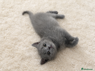 Scottish Fold cats British shorthair and Scottish fold mix kitten - Advert 2