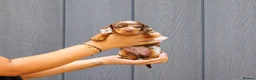 Miniature Dachshund dogs for sale: Stunning Health Tested Miniature Daxie Pups - Advert 8