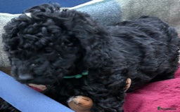 Cockapoo dogs for sale: F1 Cockapoo's - Image 34