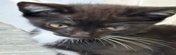 Mixed Breed cats for sale: 5 kittens for sale  - Advert 10
