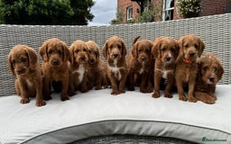 Labradoodle dogs for sale: Stunning deep red F1 labradoodles - Image 1
