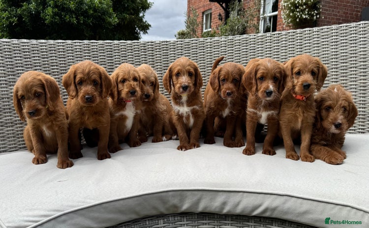 Labradoodle dogs - Advert 12