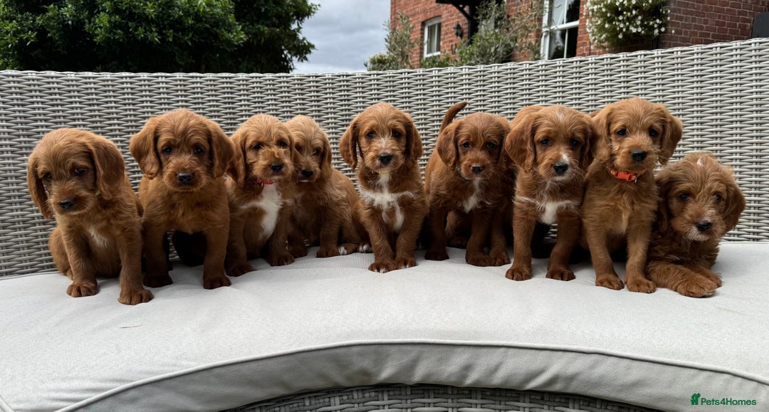 Labradoodle dogs for sale: Stunning deep red F1 labradoodles - Image 1