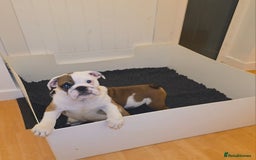 English Bulldog dogs for sale: English bulldog pups  - Image 3