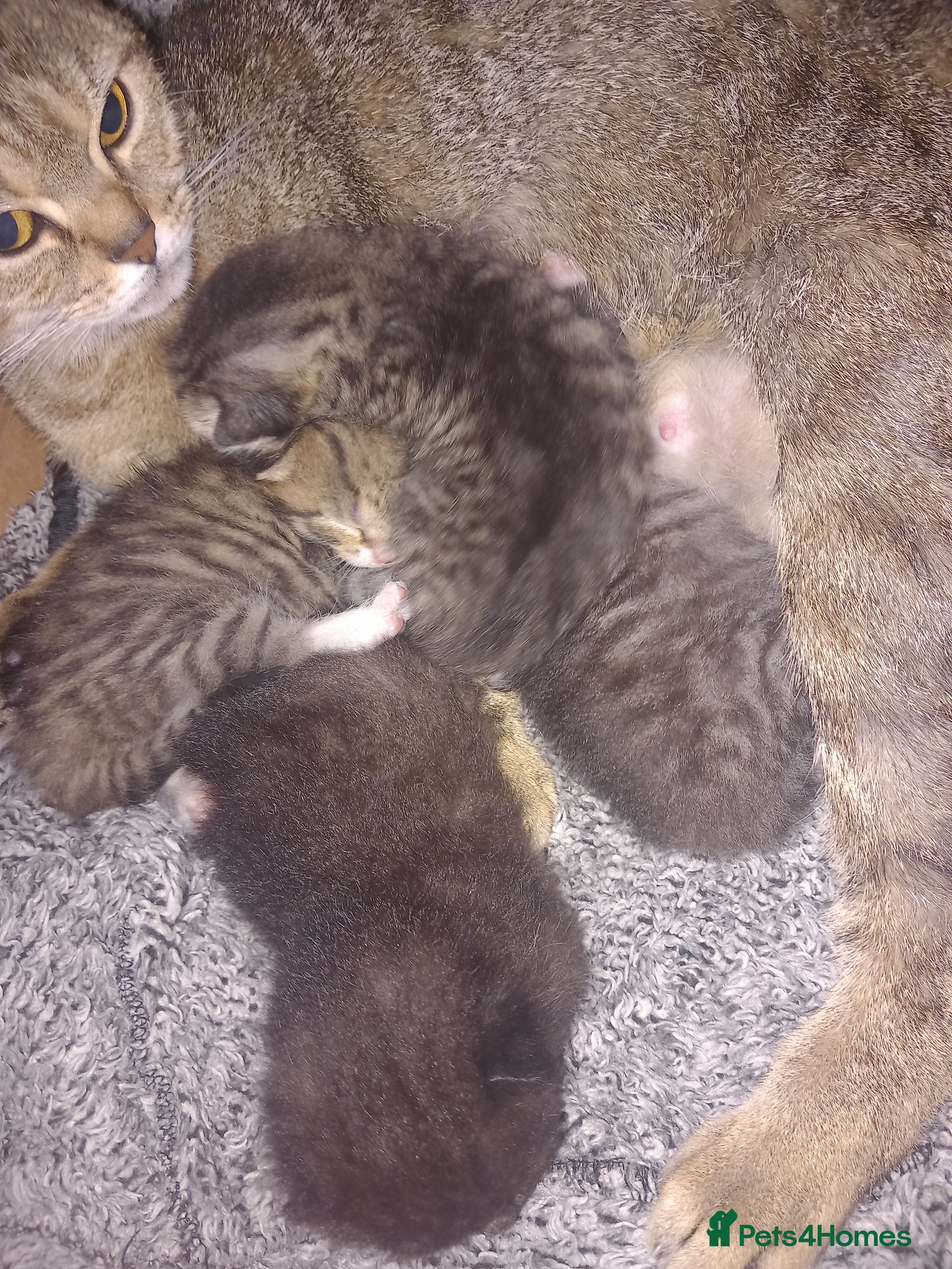 Mixed Breed cats Kittens ready to go. - Advert 7