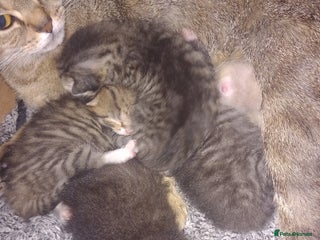 Mixed Breed cats Kittens ready to go. - Advert 1