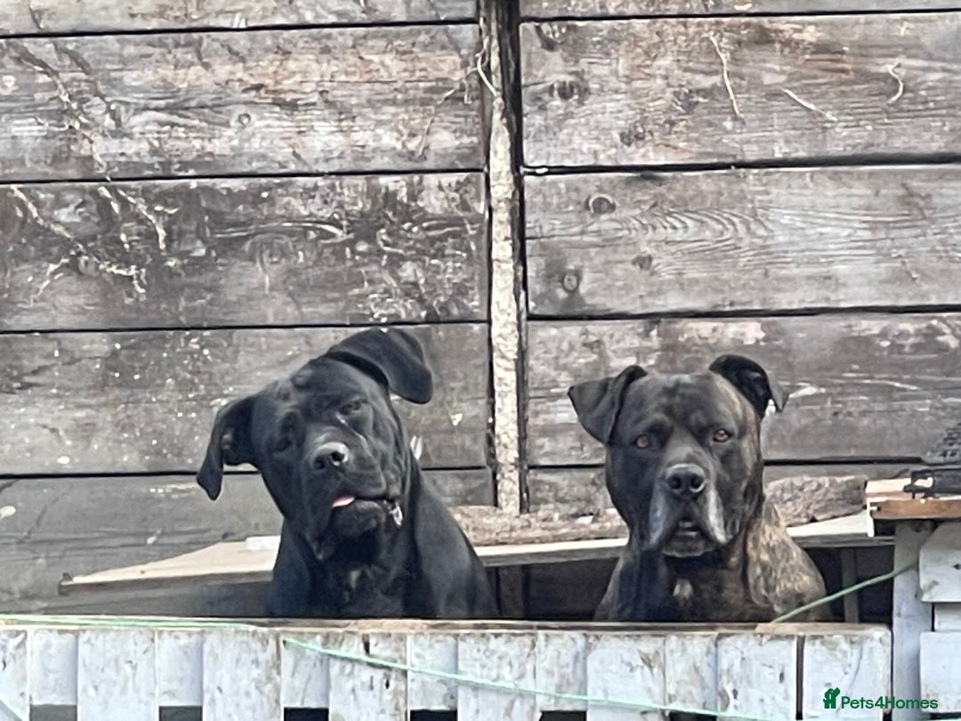 Cane Corso dogs for sale:  CANE CORSO Family Guardians  Loyal friends - Advert 3