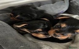 Yorkshire Terrier dogs for sale: Pedigree Healthy toy Yorkshire Terrier pups  - Image 9