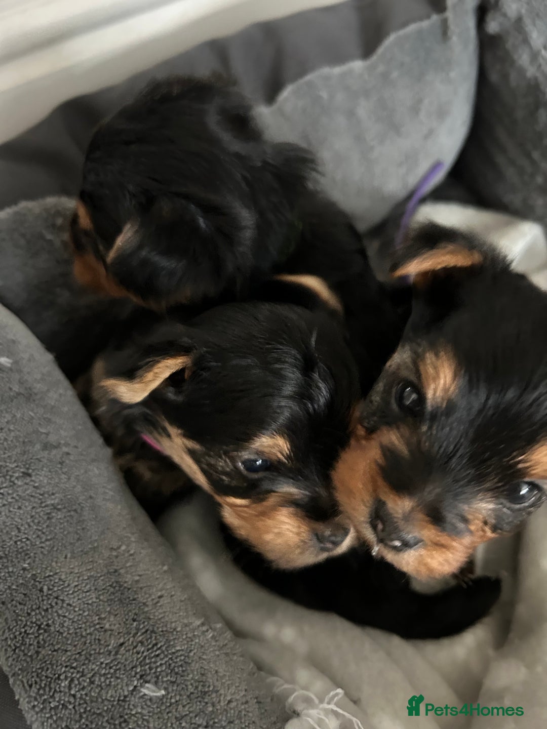 Yorkshire Terrier dogs for sale: Pedigree Healthy toy Yorkshire Terrier pups  - Image 9