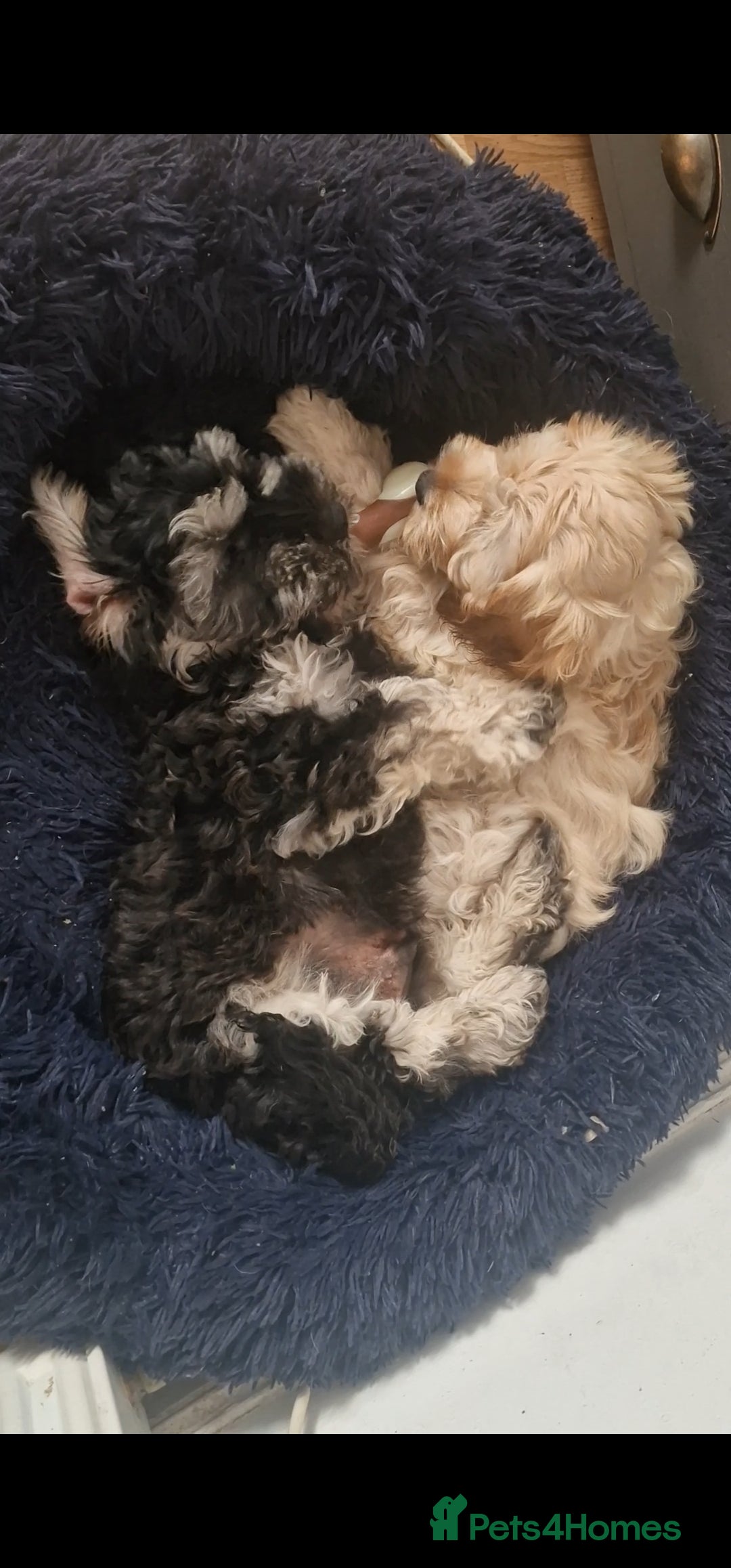 Cockapoo dogs for sale: Cockapoo pups  - Image 9
