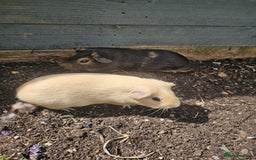 Guinea Pig rodents for sale: Two beautiful guinea pig brothers available - Image 2