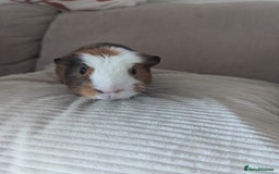 Guinea Pig rodents for sale: 2 Male Guinea Pigs - Image 3