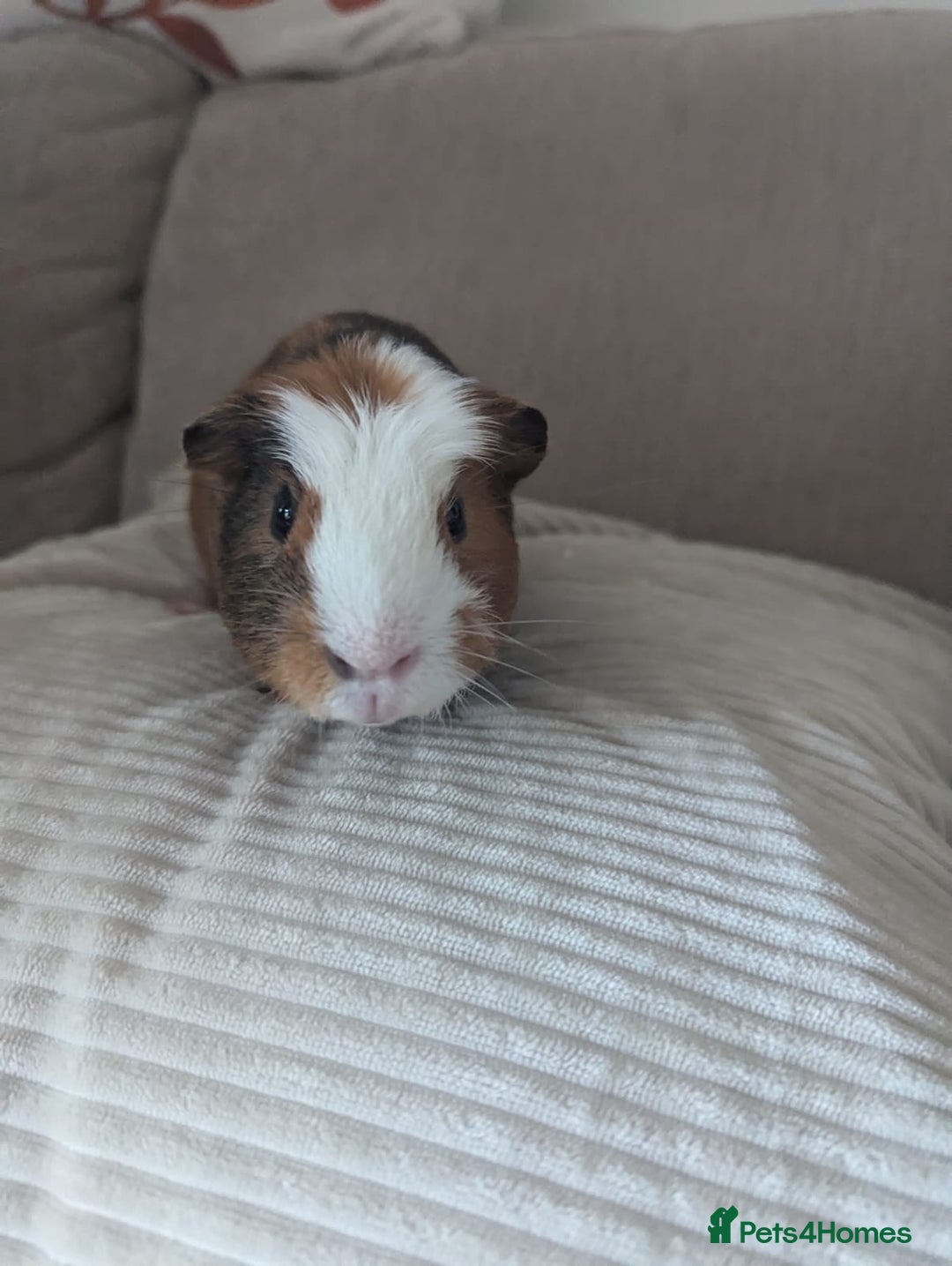 Guinea Pig rodents for sale: 2 Male Guinea Pigs - Image 3