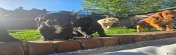 Mixed Breed dogs for sale: Labernese F1 Puppies - Advert 16