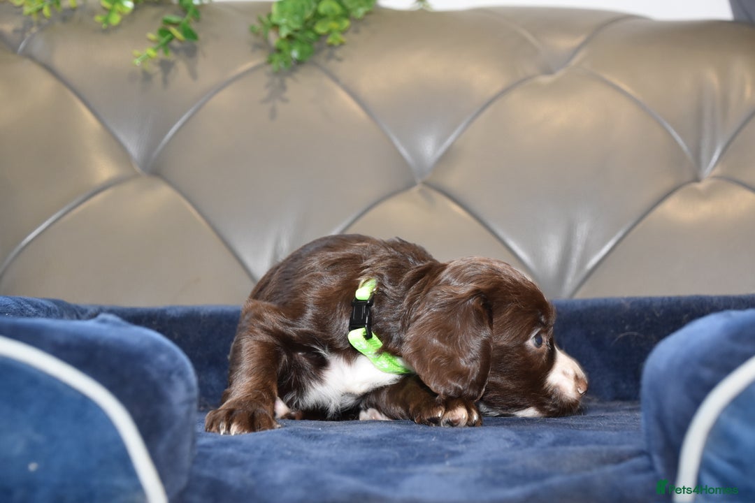 Cocker Spaniel dogs for sale: Kc Reg Health Tested Cocker Spaniel Puppies - Advert 15
