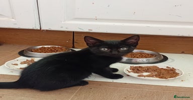 Mixed Breed cats - Advert 2