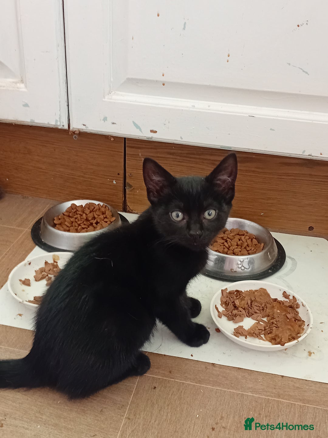 Mixed Breed cats for sale: Jolanta - Image 3