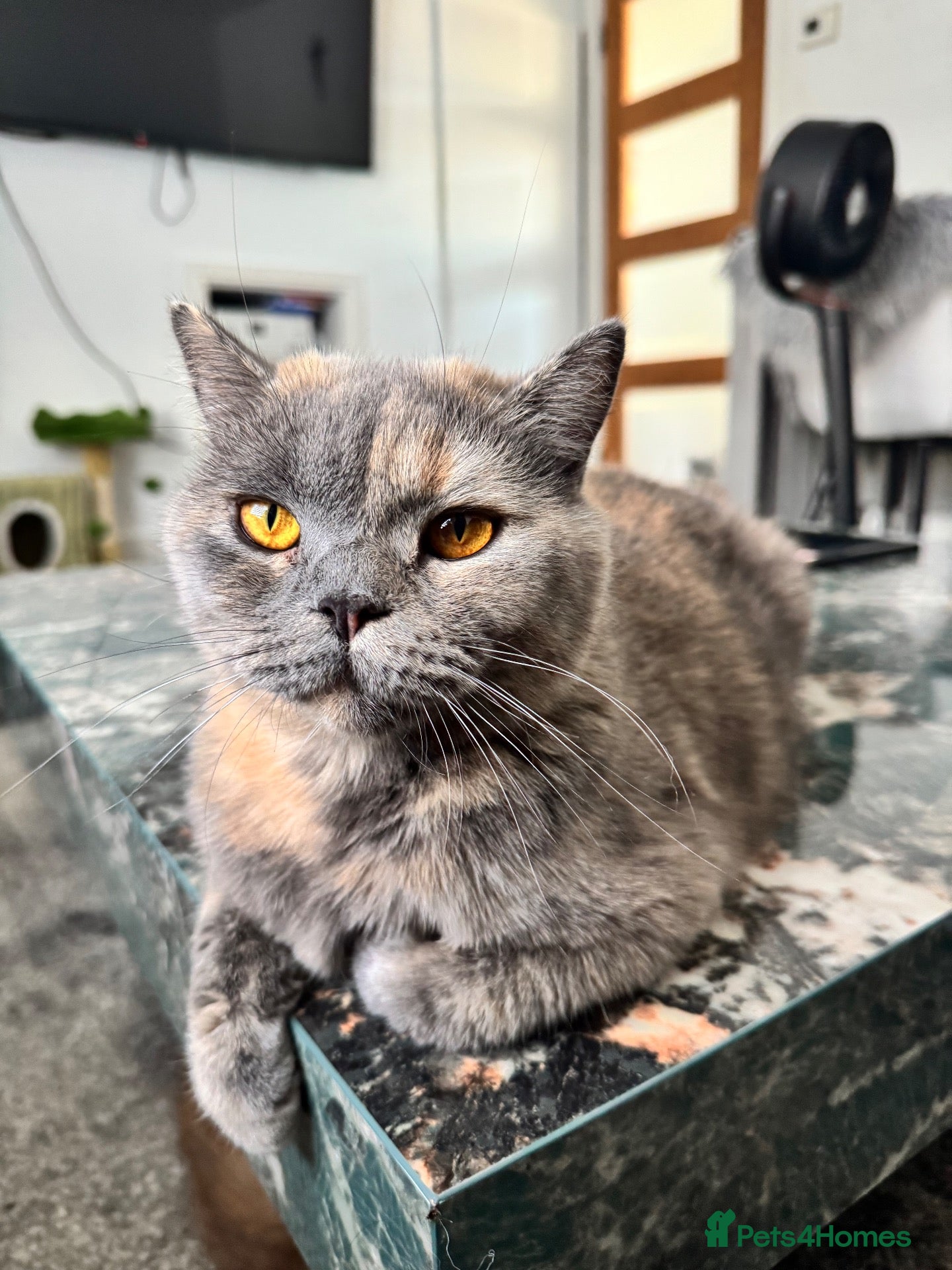 British Shorthair cats GCCF registered beautiful tortoise female  - Advert 3