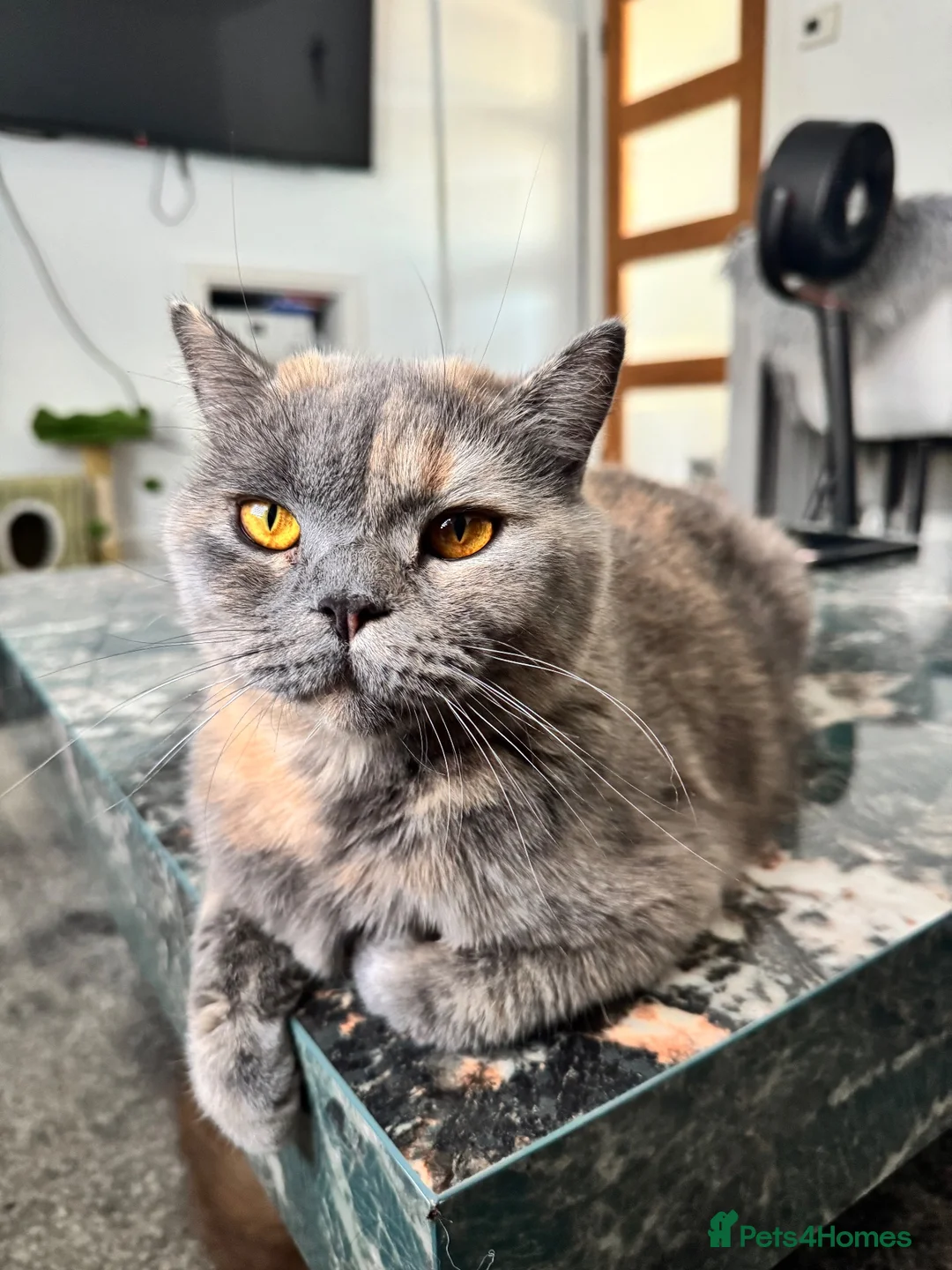 British Shorthair cats for sale: GCCF registered beautiful tortoise female  - Advert 1