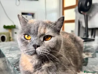 British Shorthair cats GCCF registered beautiful tortoise female - Advert 3