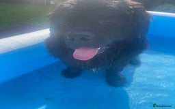 Newfoundland dogs for stud: Newfoundland stud  - Image 10