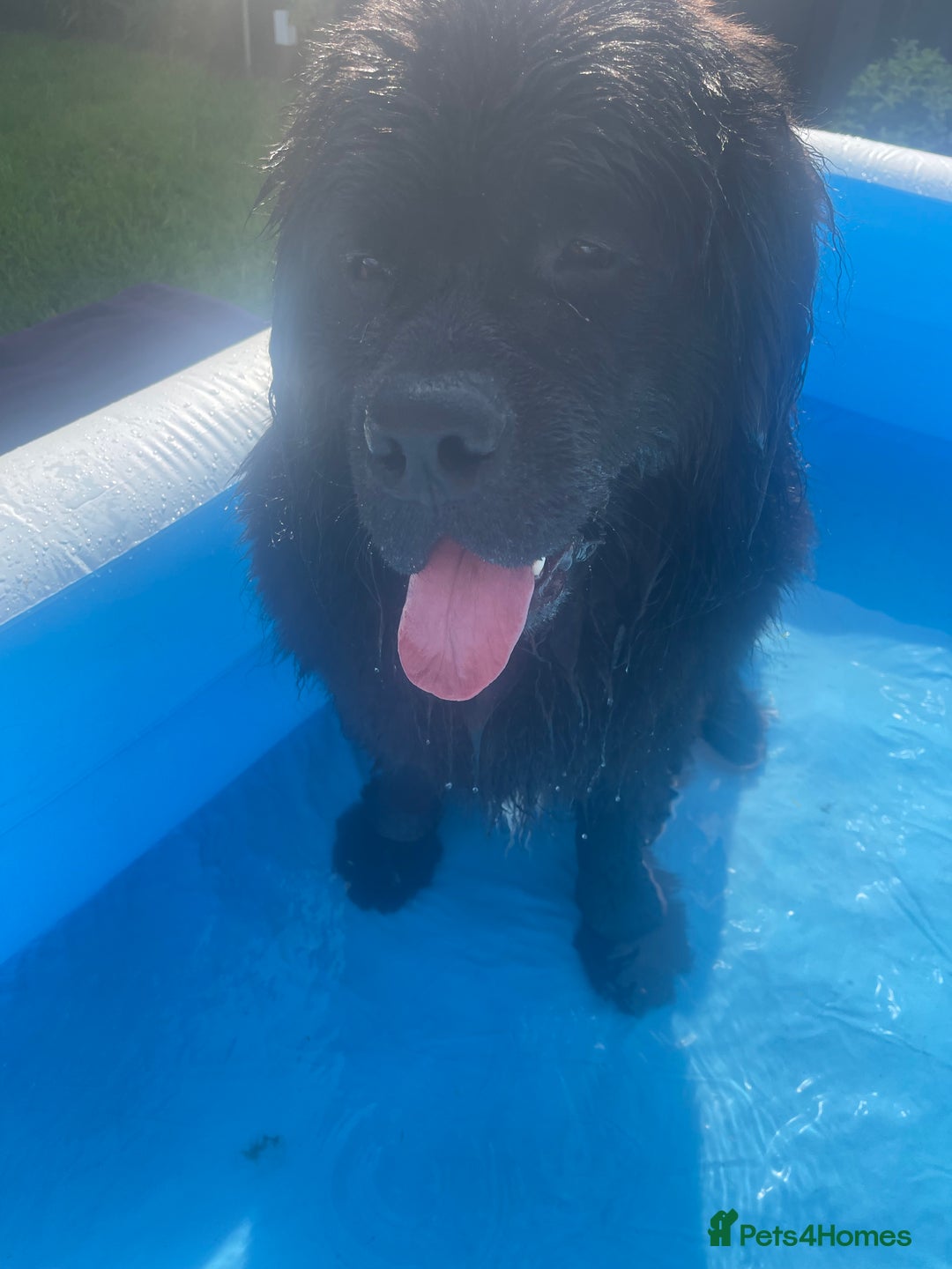Newfoundland dogs for stud: Newfoundland stud  - Image 10