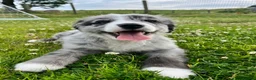 Bernese Mountain Dog dogs for sale: Beautiful Bordernese Puppies - Advert 2