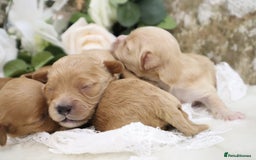 Cavapoo dogs for sale: *HEALTH TESTED* CAVAPOO PUPPIES - Image 14
