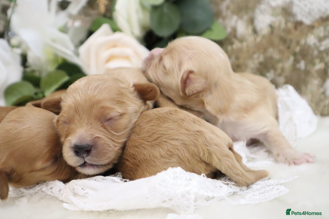 Cavapoo dogs for sale: *HEALTH TESTED* CAVAPOO PUPPIES - Image 14