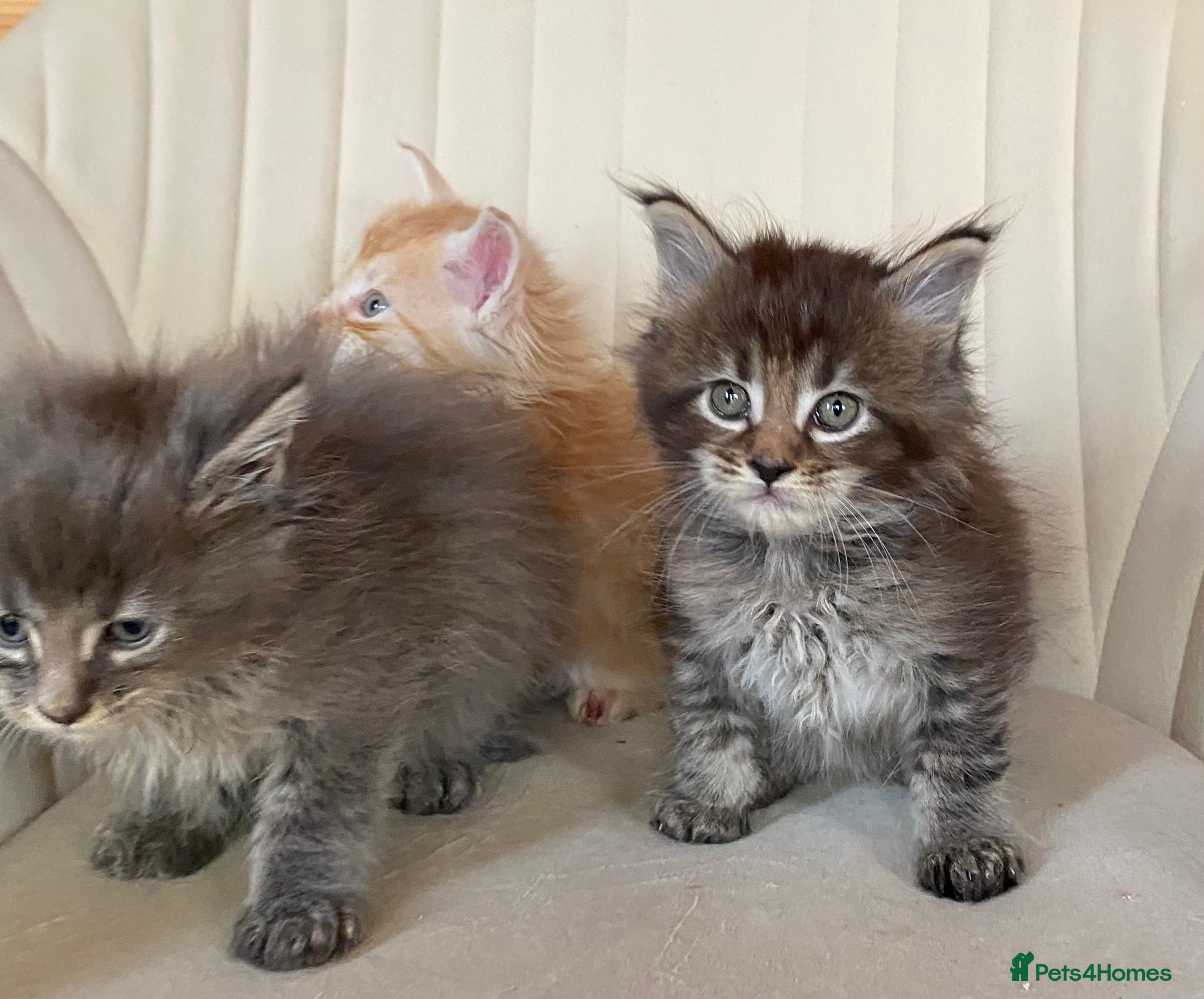 Maine Coon cats TICA PEDIGREE Maine Coon Babies  - Advert 1