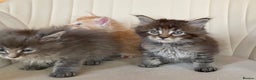 Maine Coon cats for sale: TICA PEDIGREE Maine Coon Babies  - Advert 1
