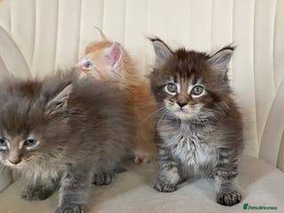 Maine Coon cats TICA PEDIGREE Maine Coon Babies - Advert 7