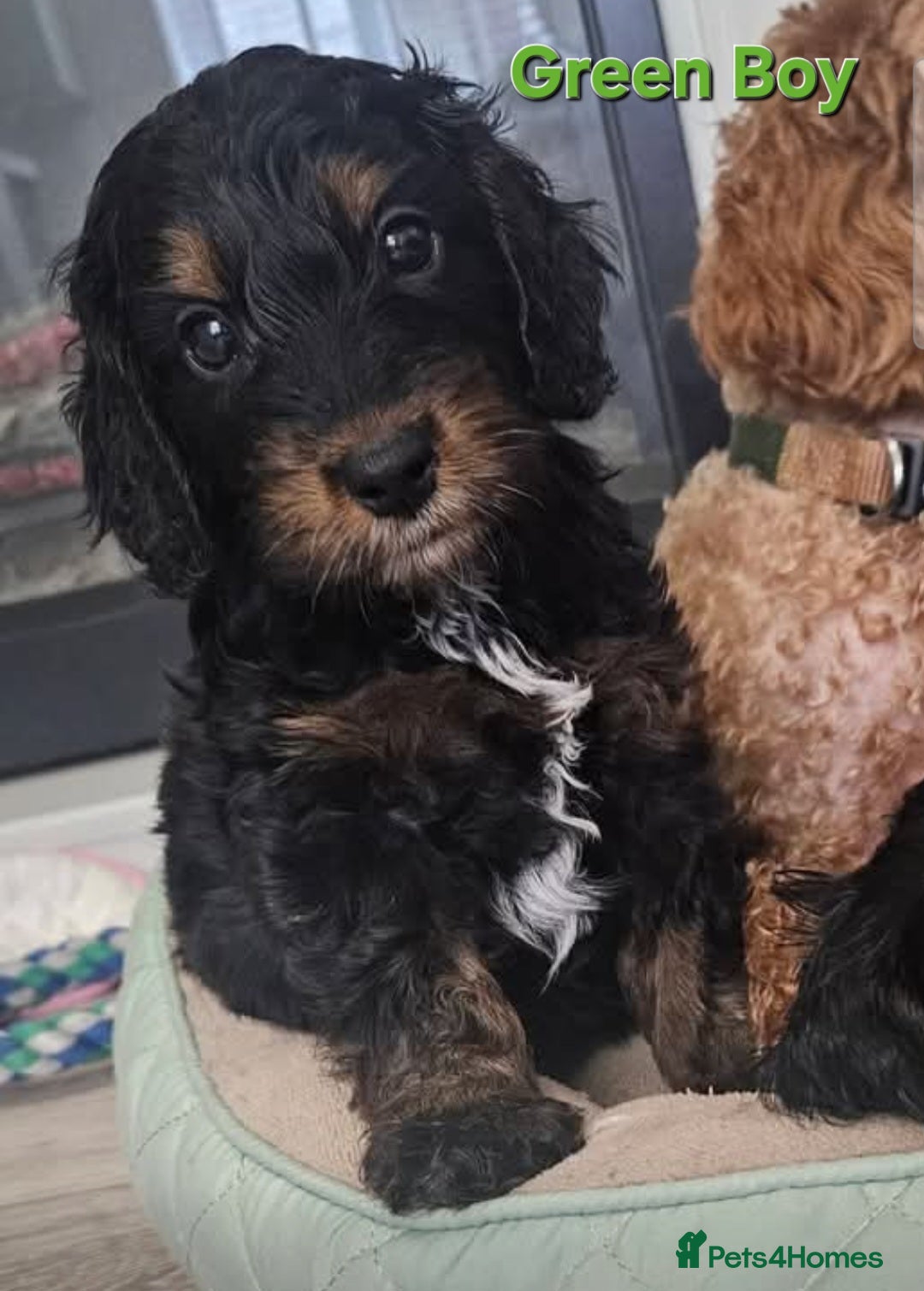 Cockapoo dogs licensed breeder, ready for their forever homes!  - Advert 2