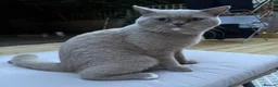 British Shorthair cats for sale: Stunning odd eye lilac boy - 15 months  - Advert 10