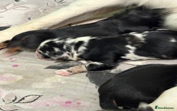 Mixed Breed dogs for sale: Blue merle and golden retriever puppies - Image 7