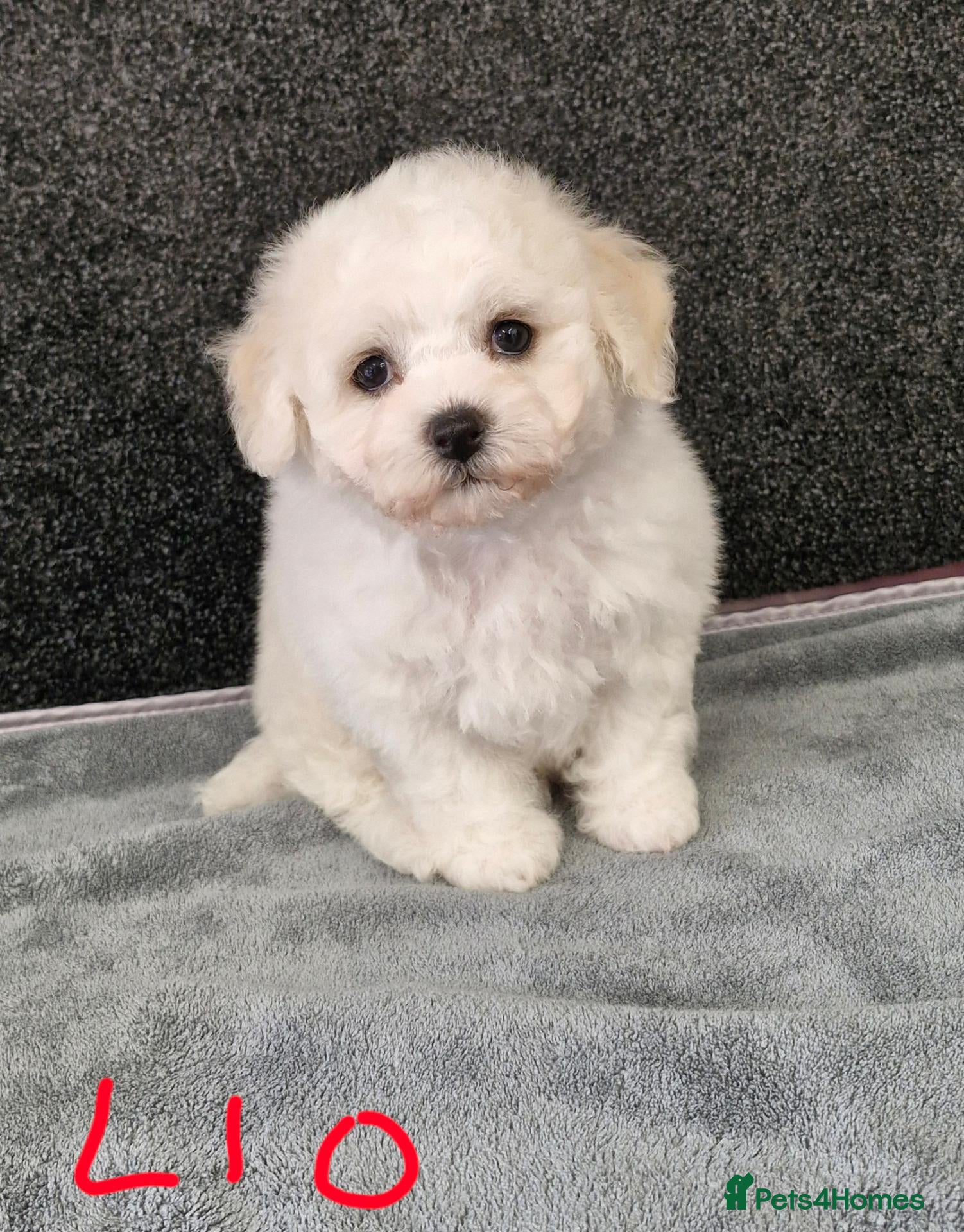 Bichon Frise dogs  Bichon Frise puppies  - Advert 2