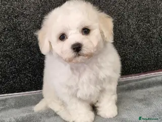 Bichon Frise dogs Bichon Frise puppies - Advert 2