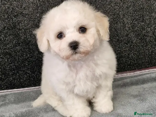 Bichon Frise dogs Bichon Frise puppies - Advert 2