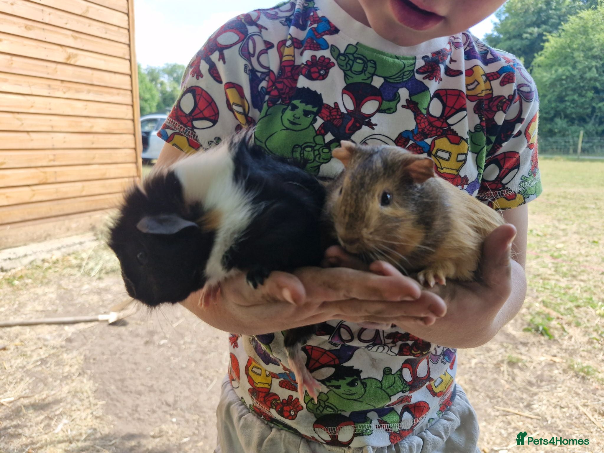 Guinea Pig rodents Male & Female baby guinea pigs - Born 4/6/26 - Advert 1