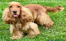 Cocker Spaniel dogs for sale: Exceptional Golden KC Show Cocker Spaniels in Chepstow - Image 9