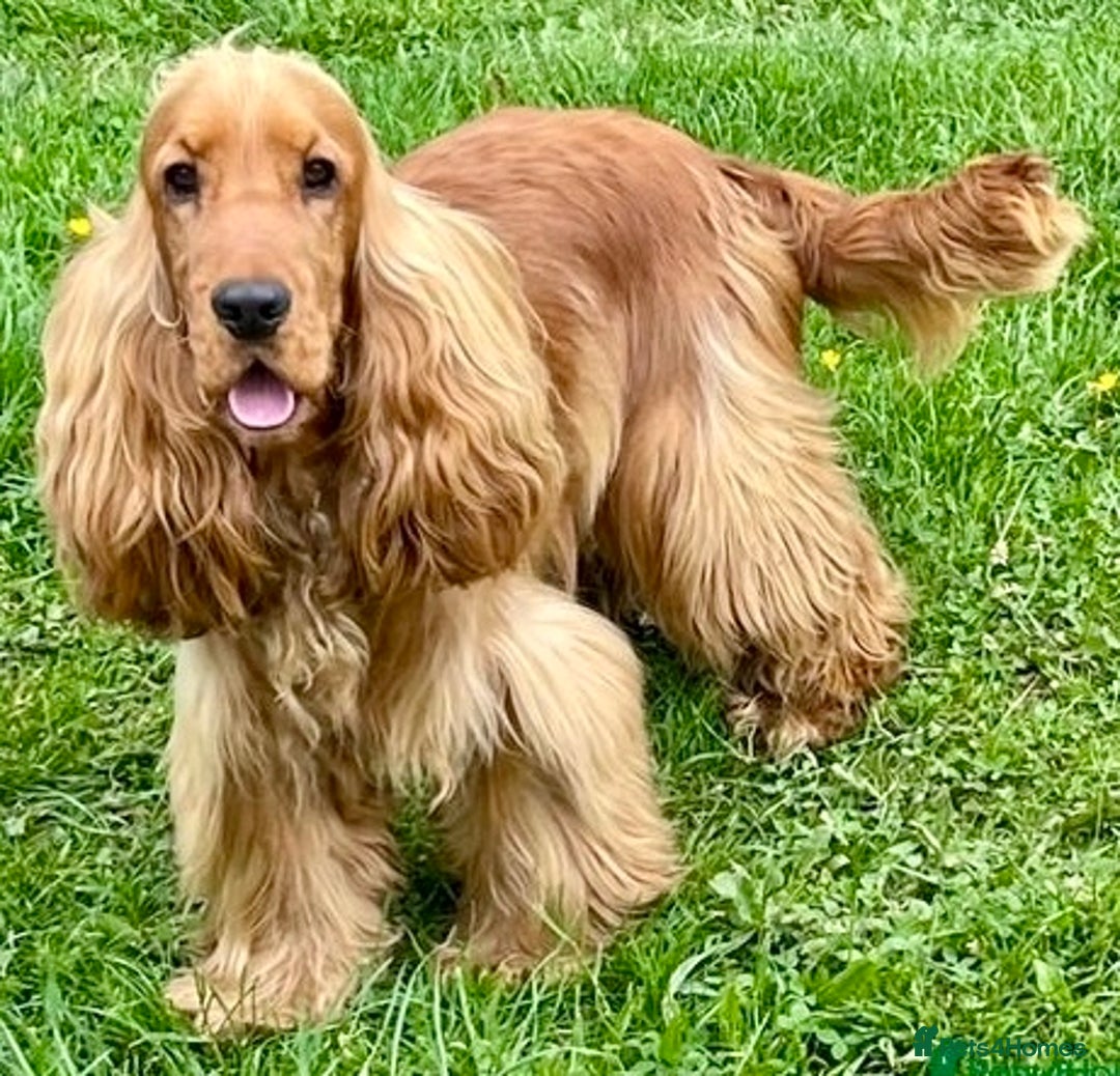 Cocker Spaniel dogs for sale: Exceptional Golden KC Show Cocker Spaniels in Chepstow - Image 9