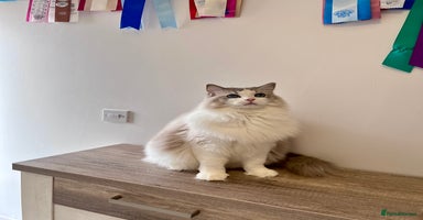 Ragdoll cats - Advert 8